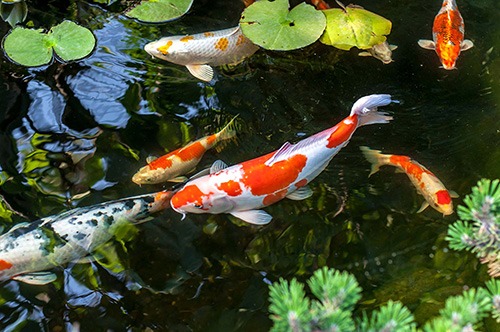 Fish Health and Water Testing Koi Carp Burnham-on-Sea